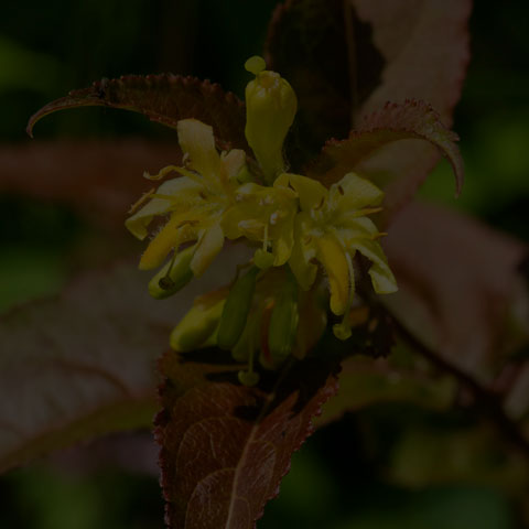 Northern Bush Honeysuckle