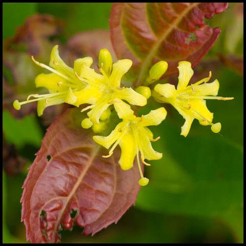 Northern Bush Honeysuckle