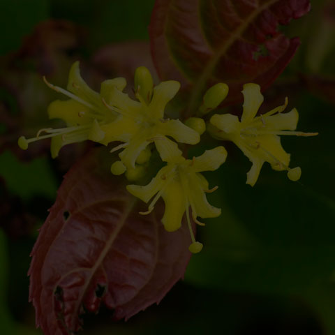 Northern Bush Honeysuckle