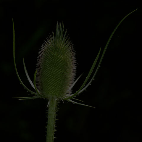 Wild Teasel