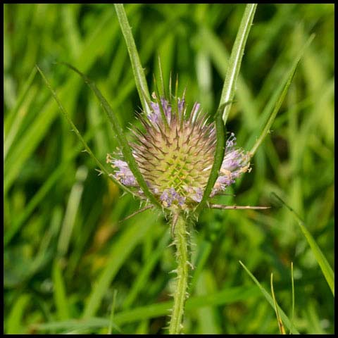 Wild Teasel
