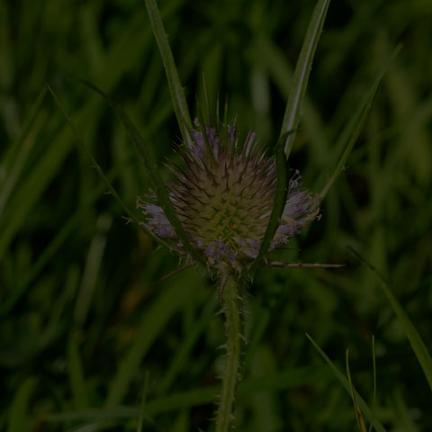 Wild Teasel