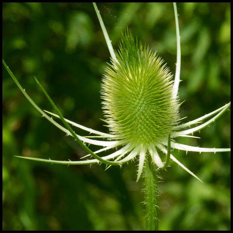 Wild Teasel