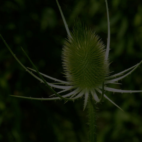 Wild Teasel