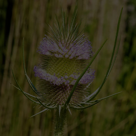 Wild Teasel