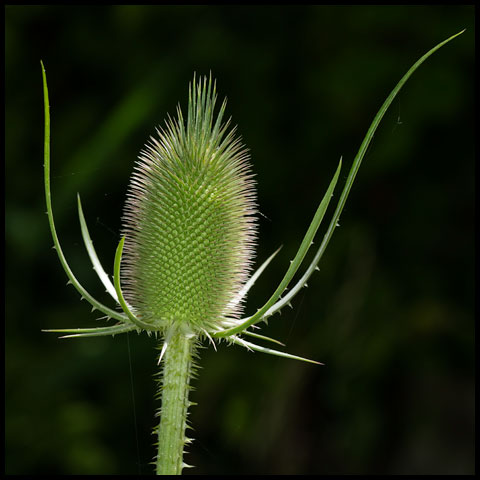 Wild Teasel