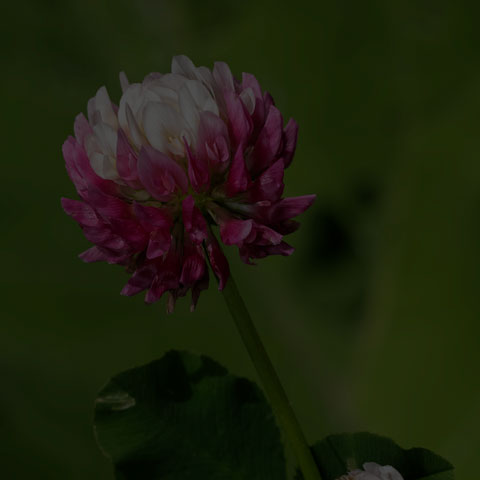 Alsike Clover