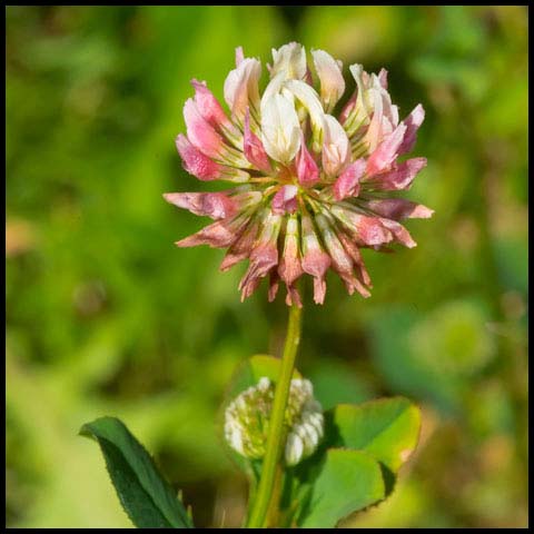 Alsike Clover