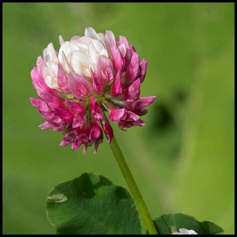 Alsike Clover