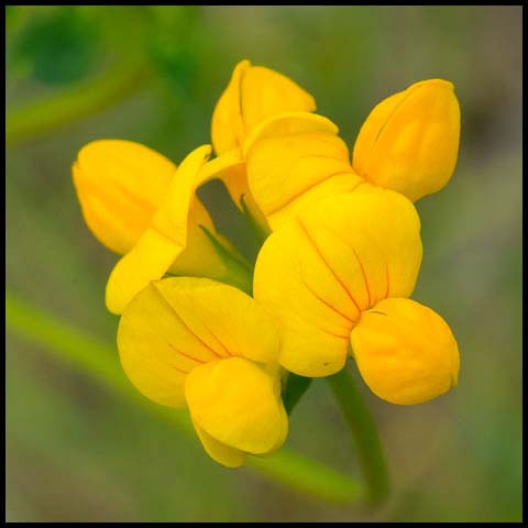 Bird's-foot Trefoil