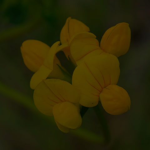 Bird's-foot Trefoil