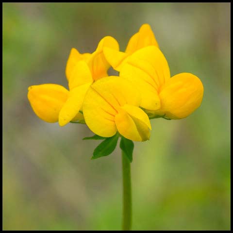 Bird's-foot Trefoil