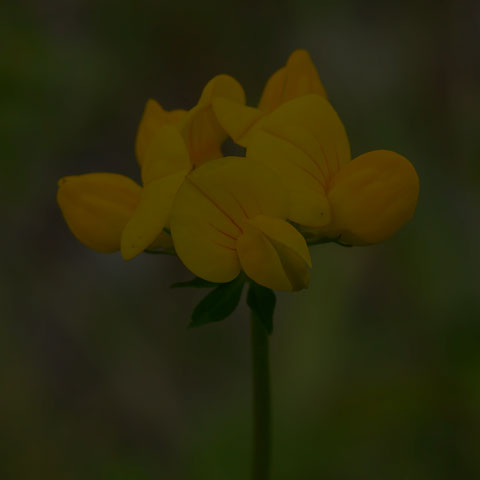 Bird's-foot Trefoil