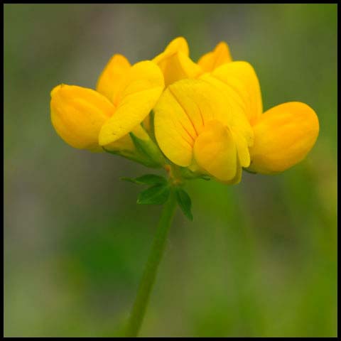 Bird's-foot Trefoil