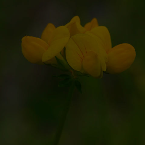 Bird's-foot Trefoil