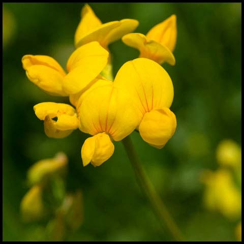 Bird's-foot Trefoil