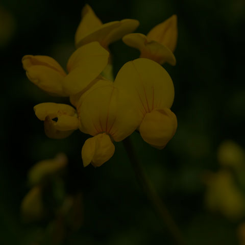 Bird's-foot Trefoil