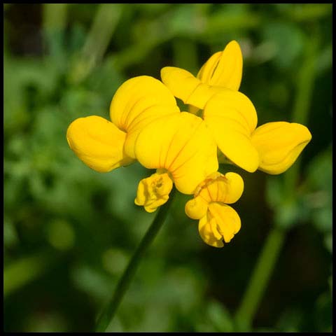 Bird's-foot Trefoil