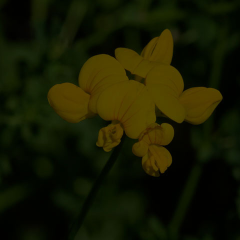 Bird's-foot Trefoil