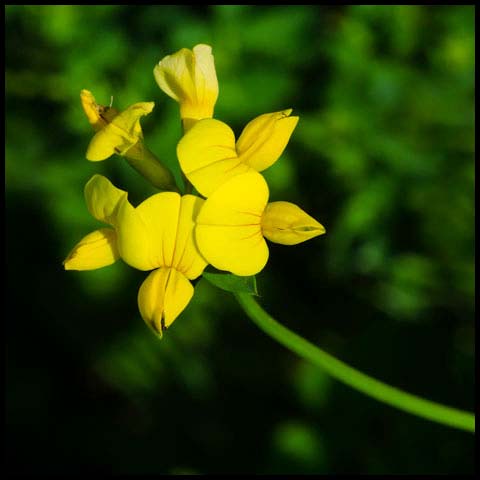 Bird's-foot Trefoil