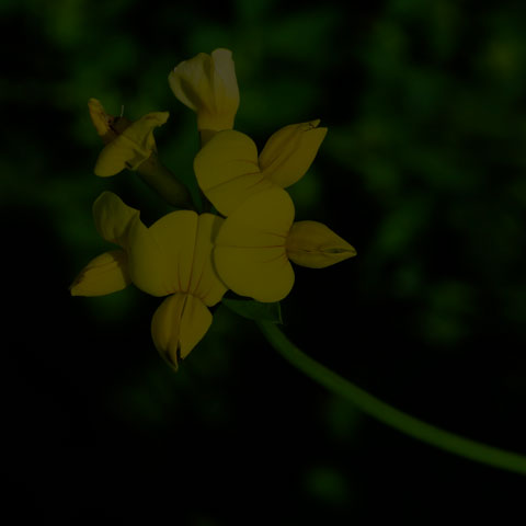 Bird's-foot Trefoil