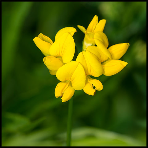 Bird's-foot Trefoil