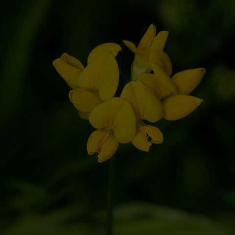 Bird's-foot Trefoil