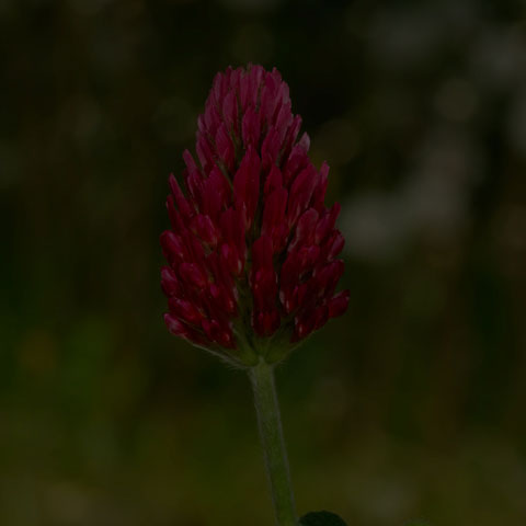 Crimson Clover