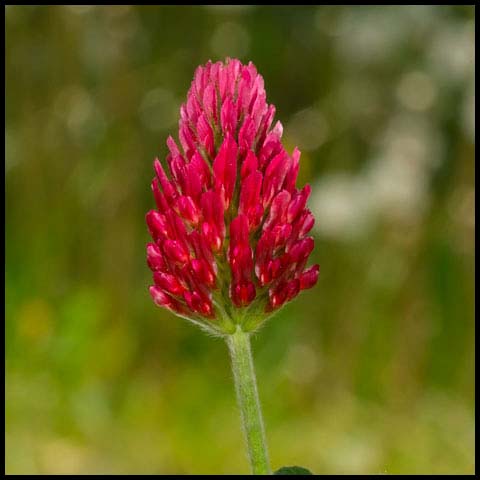 Crimson Clover
