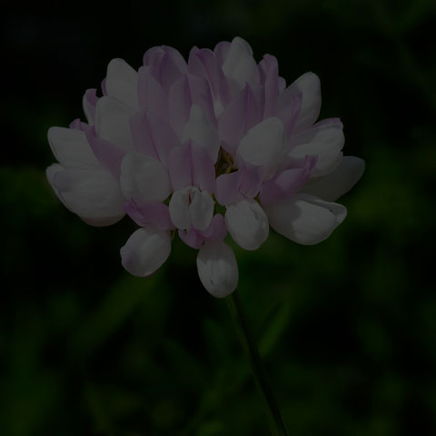 Purple Crownvetch
