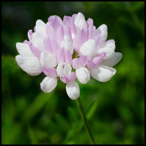Purple Crownvetch