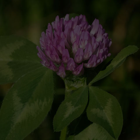 Red Clover