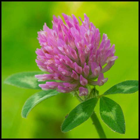 Red Clover