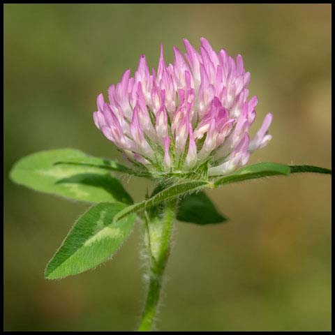 Red Clover