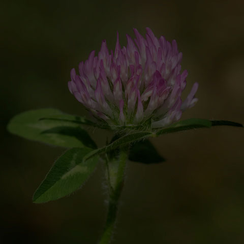 Red Clover