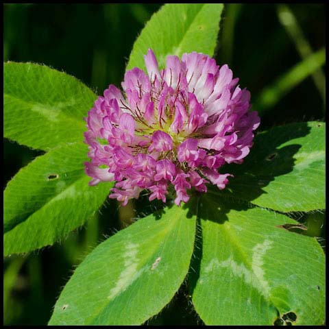 Red Clover