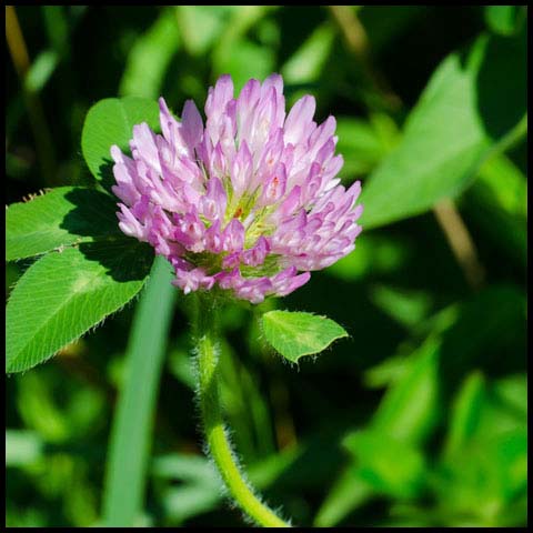Red Clover