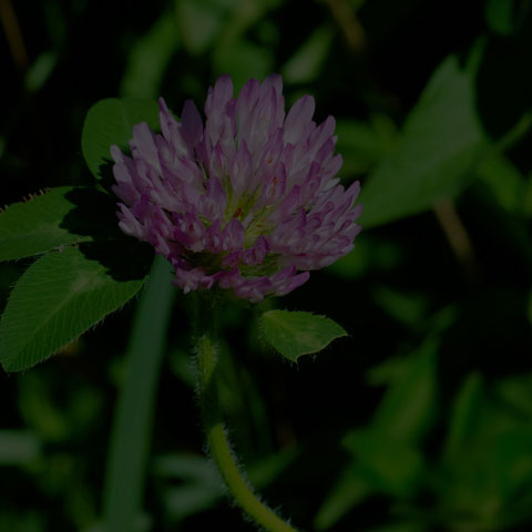 Red Clover