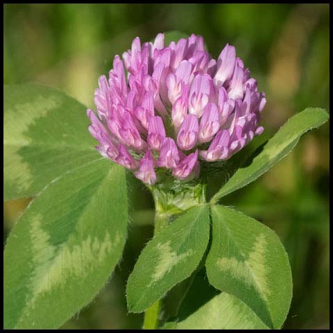 Red Clover