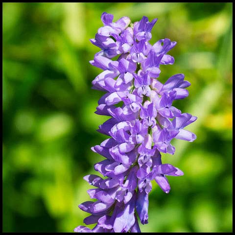 Tufted Vetch