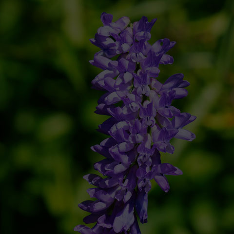 Tufted Vetch