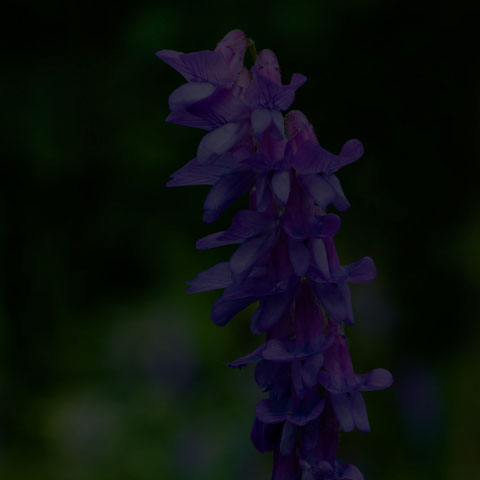 Tufted Vetch
