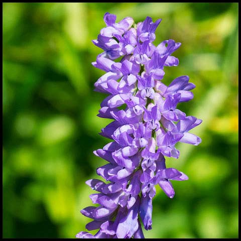 Tufted Vetch