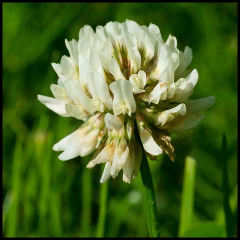 White Clover