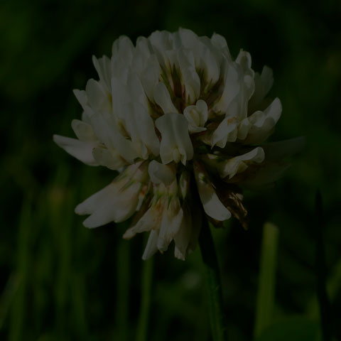 White Clover