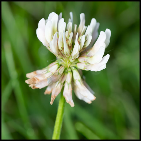 White Clover