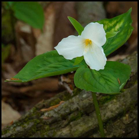 Large White Trillium