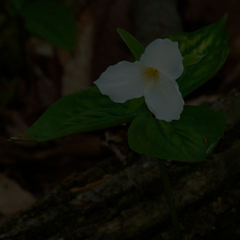 Large White Trillium