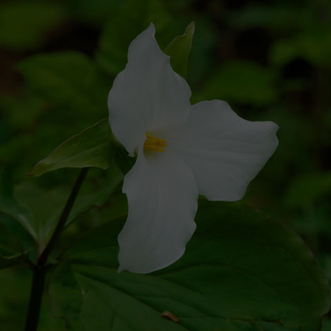 Large White Trillium