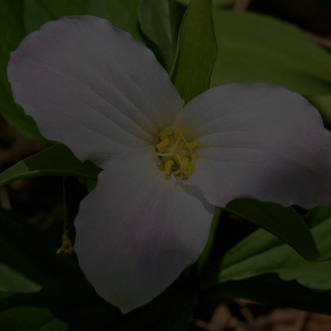 Large White Trillium